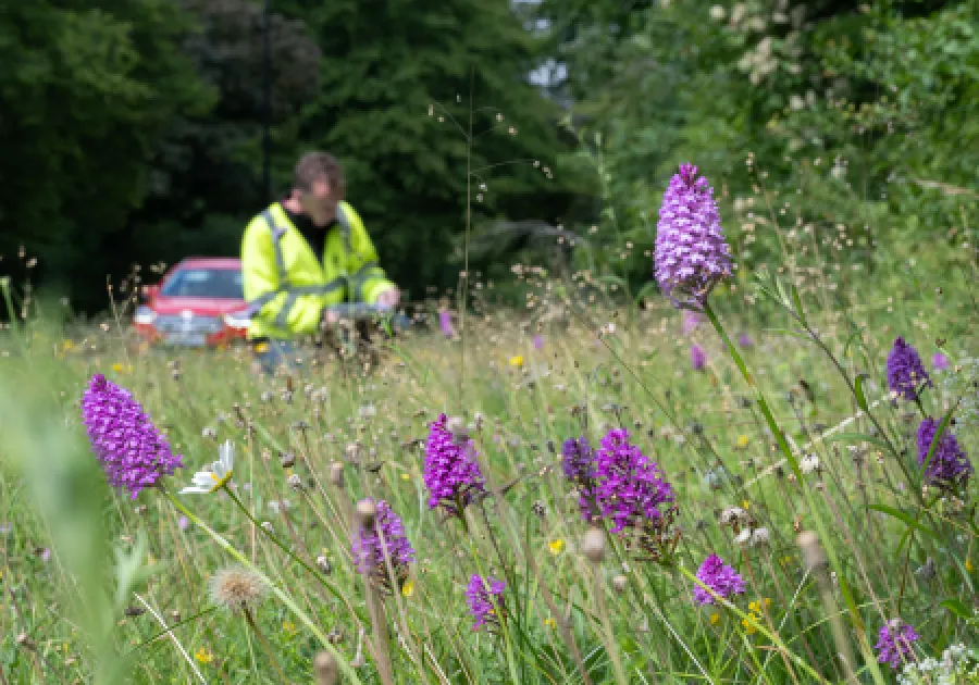 Wildflower Verges